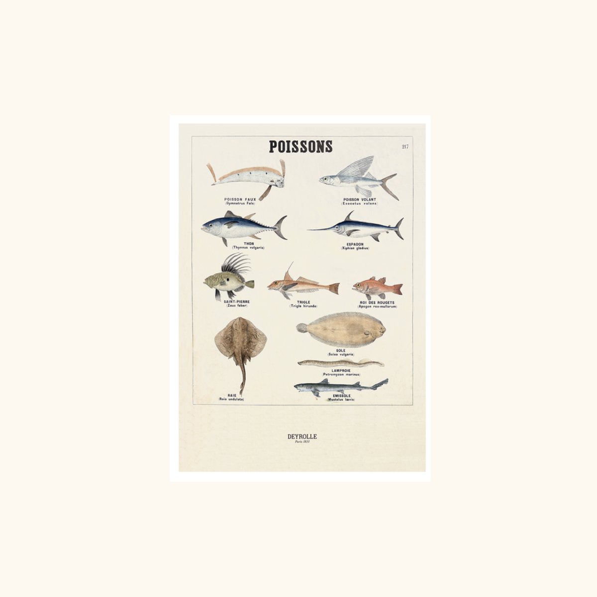 Affiche - Deyrolle 022 - 38 x 56cm