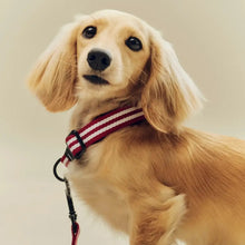 Collier pour chien